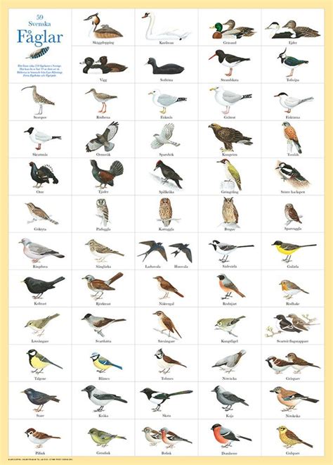 Svenska fåglar lista